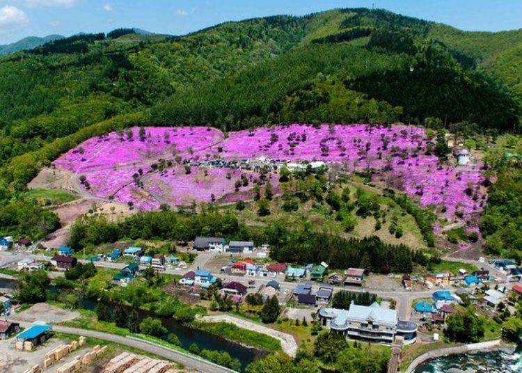 Moss phlox covers the entire park. When the blossoms are at their peak the town is enveloped in their fragrance (photo courtesy of Takinoue Town Tourism Association)