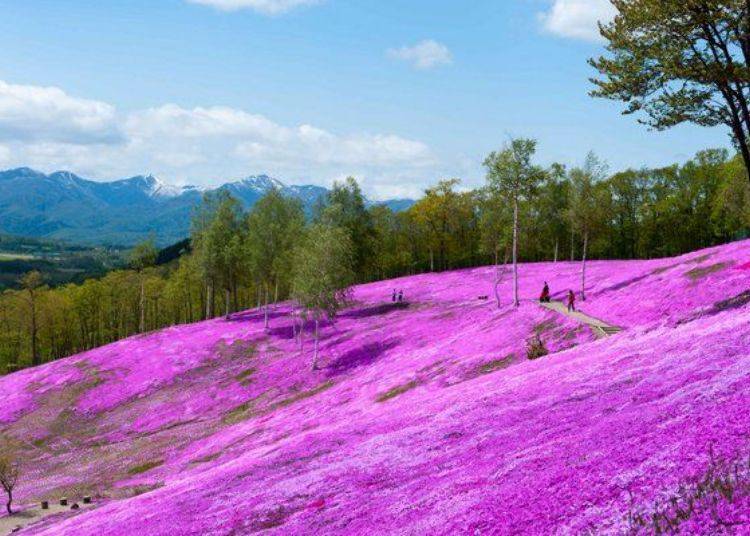 Moss phlox beneath the bright blue sky in a verdant setting. Enjoying the pleasant spring weather of Hokkaido is most refreshing (photo courtesy of Takinoue Town Tourism Association)