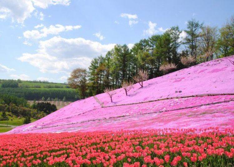 The pink of the moss phlox contrasts vividly with the red tulips! Spring marks the end of the harsh winter of the north and its arrival is heralded by these colorful flowers (photo courtesy of Engaru Town Tourism Association)