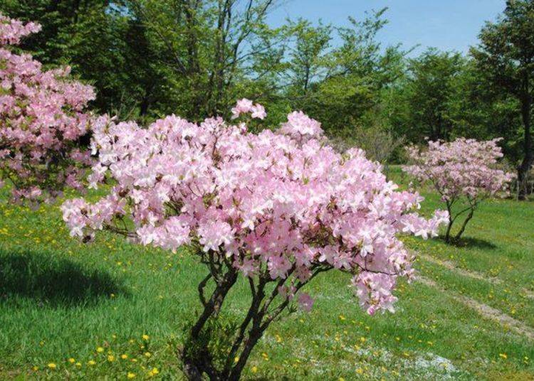 All types of colorful azaleas mark the arrival of spring beginning with the Royal Azalea (photo) with its large, pink blossoms, as well as Rhododendron Yedoense and Japanese Azalea. (Photo courtesy of Engaru Town Tourism Association)