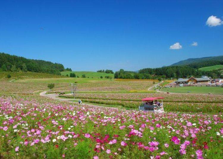 The pretty cosmos that proliferate throughout the park in autumn make this the most popular spot during the autumn Hanakaiyu Flower Road. For a truly relaxing moment, be sure to spend time here in the embrace of these many soothing flowers. (Photo courtesy of Engaru Town Tourism Association)