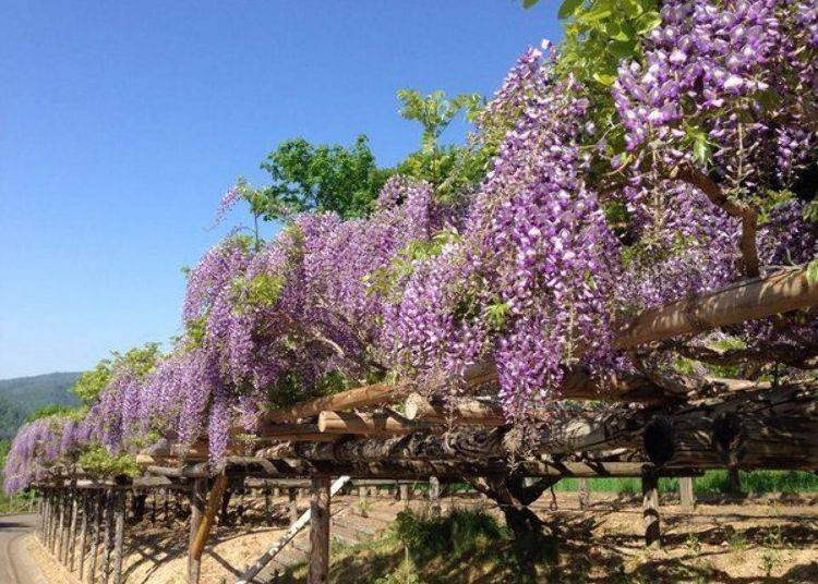 The endless view of wisteria is spectacular (photo courtesy of Engaru Town Tourism Association)