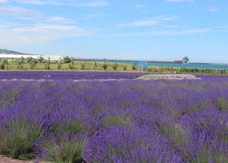 Between July and August every year there are great views of the sea around Okhotsk and fields of lavender offered at the Ryuho Park in Monbetsu City (photo courtesy of Monbetsu Tourism Promotion Corporation)