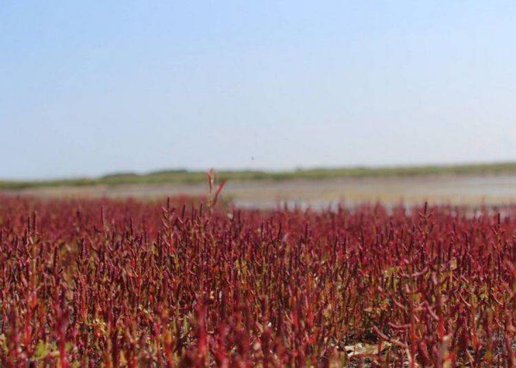 Coral grass dyes Komuke Lake of Monbetsu in red from the end of September to the beginning of October every year (photo courtesy of Monbetsu Tourism Promotion Corporation)
