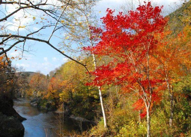 The Kinsenkyo Gorge near Takinoue Town offers spectacular views throughout the year. The beauty of the autumn leaves, especially from early to late October, attracts many visitors (photo courtesy of Takinoue Town Tourism Association)