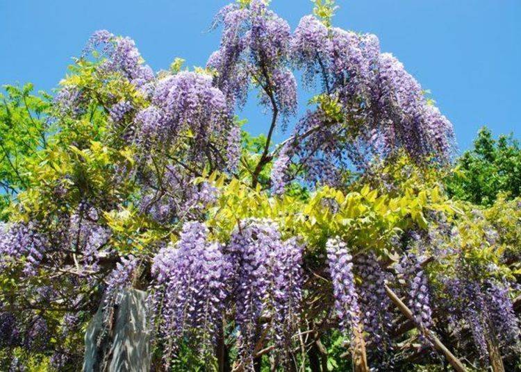 가지가 축축 늘어져 존재감을 발하는 등꽃은 방문객들을 매료시킨다(사진 제공: 엔가루초 관광협회).