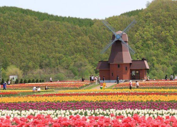 花團錦簇的鬱金香花田與風車。打造置身荷蘭的風情。（照片提供：湧別町觀光協會）