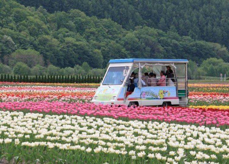 電動小巴士「Chu-pitto號」。一同搭乘的觀光導遊會介紹園內風光、巡遊園內一圈約12分鐘。（照片提供：湧別町觀光協會）