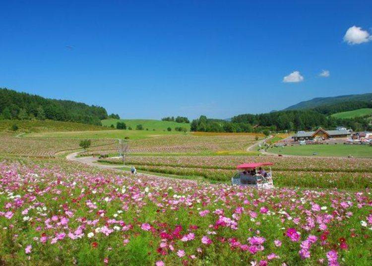 園內夢幻唯美的大波斯菊花海，是「花回遊」秋季的最佳賞花景點。請務必親身感受一下被花海包圍的幸福時刻喔！（照片提供：遠輕町觀光協會）