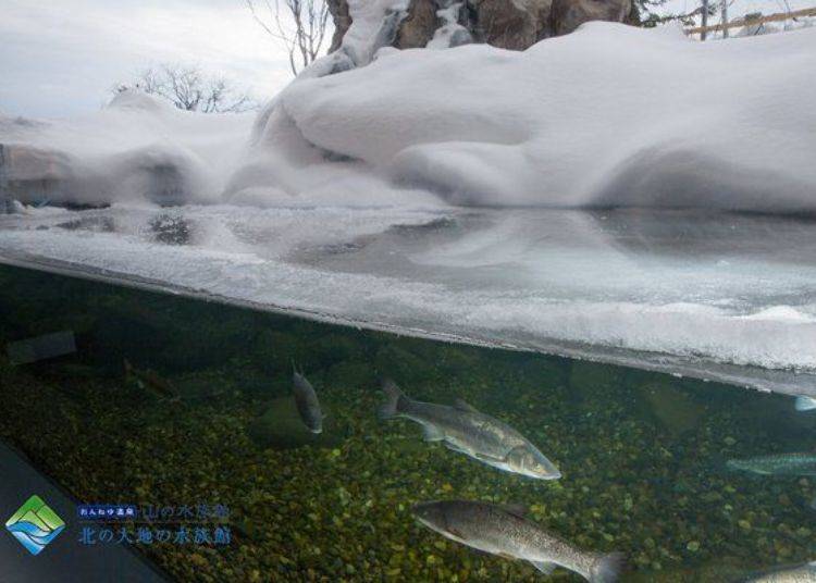 The Four Seasons Tank (a frozen river tank) replicates the bottom of a river the surface of which is frozen over. Here you can observe northern fish that live in extremely cold conditions. (Photo provided by Northern Daichi Aquarium)