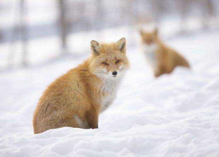 These cute animals are the mascot of Hokkaido. You are free to take photos of them when they approach. (Photo provided by Kitami City Commercial and Industrial Tourism Department Tourism Promotion Office Tourism Promotion Section)