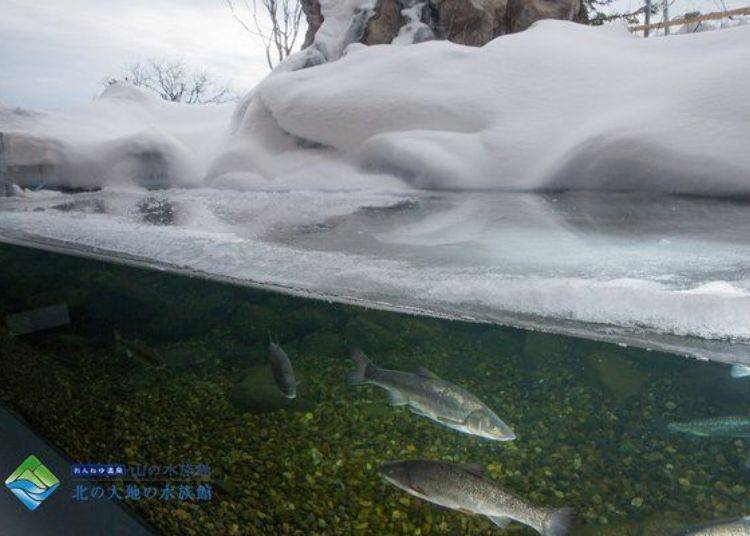 重現出冰凍水面河底的「四季水槽（河川結冰水槽）」。可以觀察到北方魚群如何在結冰的河底下堅強抵抗寒冷，奮力游動的姿態。（照片提供：北國大地水族館）