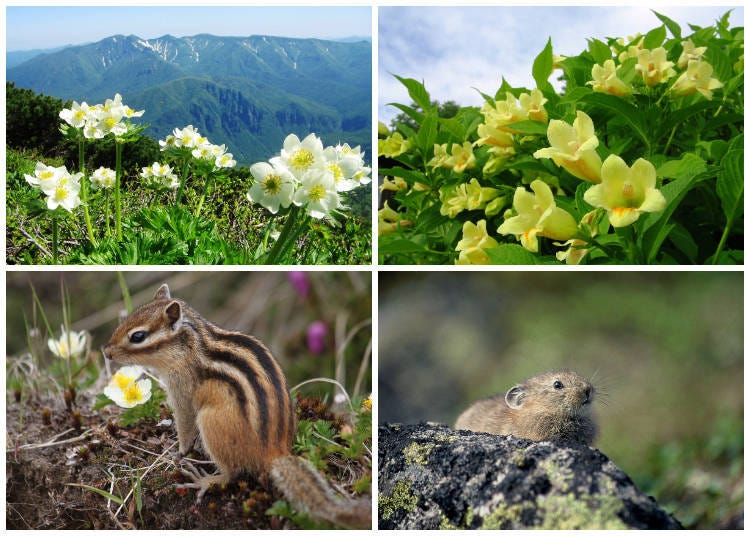Upper left: Anemone narcissiflora, a colorful alpine flower of summer; upper right: Weigela middendorffiana that is found in clusters around avalanche grasslands of the Kurodake ninth station; lower left: chipmunk often seen around the get-off point of the Kurodake Lift; lower right: pika, which only can be seen in rocky alpine areas