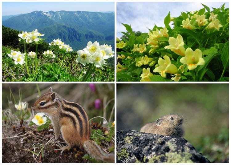 左上：夏の黒岳を彩る高山植物エゾノハクサンイチゲ　右上：黒岳9合目のなだれ草地周辺に群生するウコンウツギ　左下：黒岳リフトの降り場周辺にも姿を現すエゾシマリス　右下：主に岩場に生息しているナキウサギは高山帯でしか見られない動物