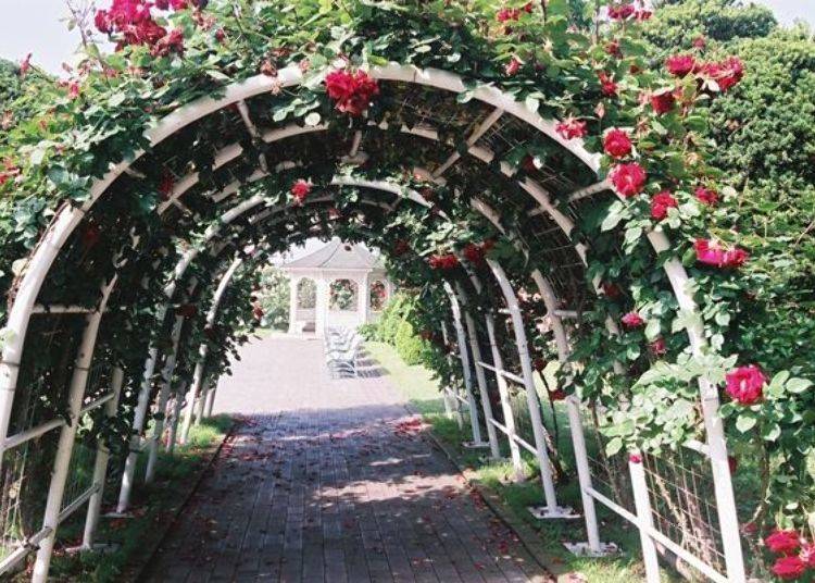 ▲ You pass under a tunnel of roses to get to the courtyard