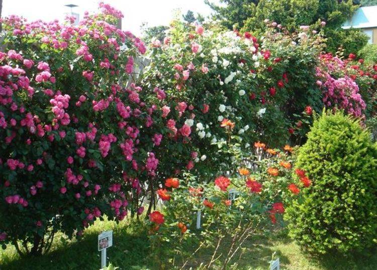 ▲ The garden boasts about 60 varieties of roses