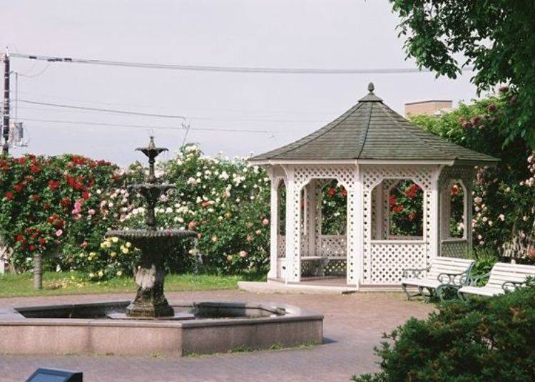 ▲可坐在西洋庭園中的長凳上，優雅的觀賞盛開的玫瑰花園。