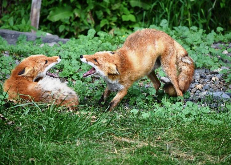 Foxes having fun playing together