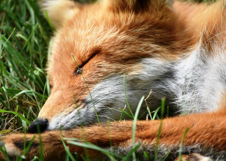 A tired fox sleeping even with humans nearby