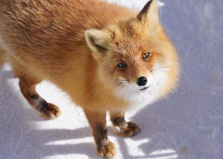 In winter the Hokkaido foxes are wrapped in fluffy winter fur