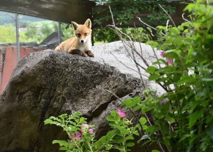 北海道 北狐牧場 的徹底導覽 周邊資訊 Live Japan 日本旅遊 文化體驗導覽