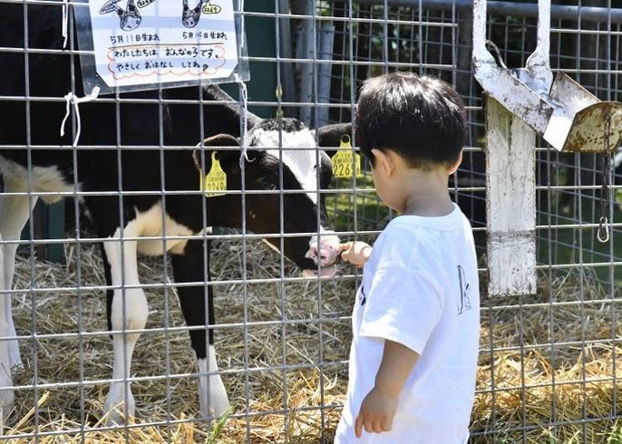 牧場現擠 北海道排隊名店 牛小屋的冰淇淋 Live Japan 日本旅遊 文化體驗導覽