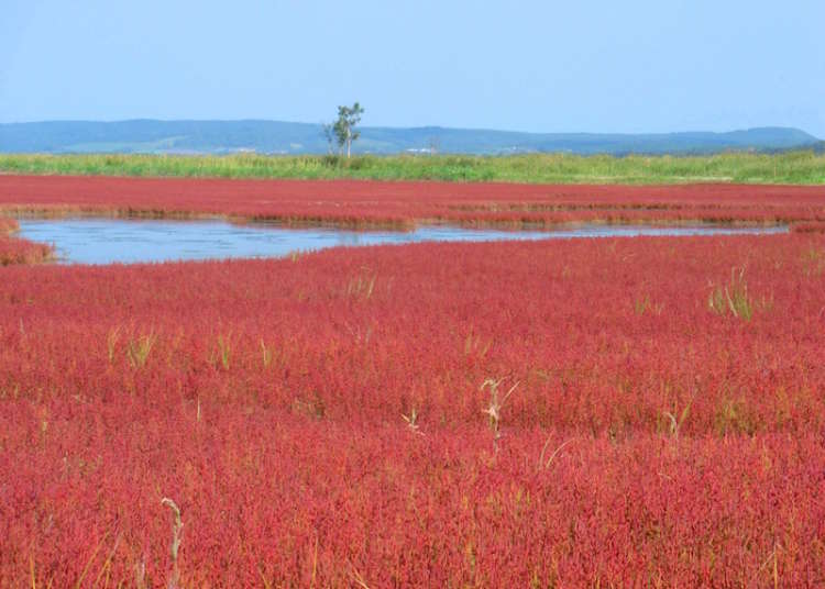 Roll Out the Red Carpet! Japan's North Has Breathtaking Fields of 'Coral Grass'