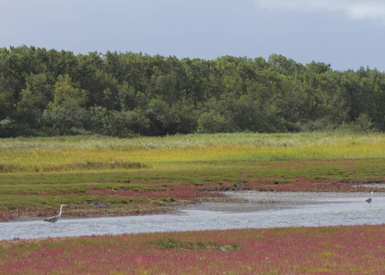 Cape Kimuaneppu: Dyed Red with Sunset and Coral Grass