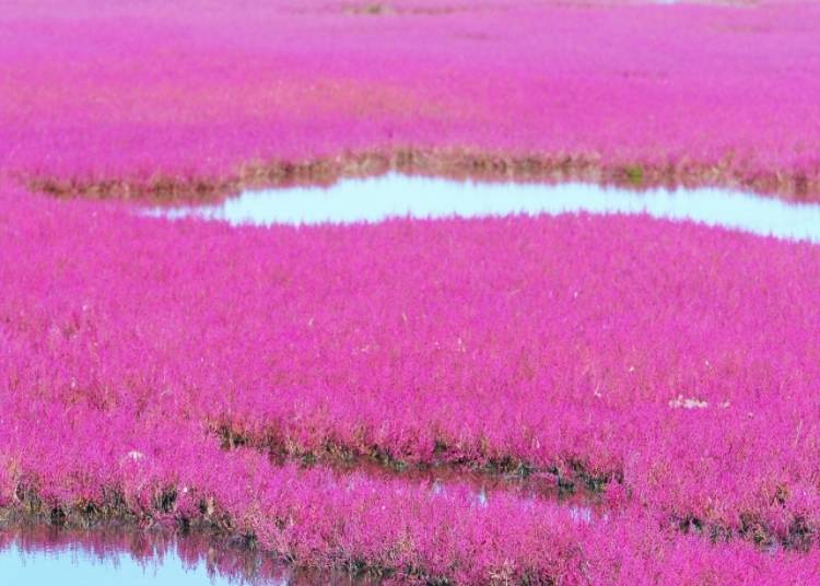 Lake Komuke: Nature Untouched