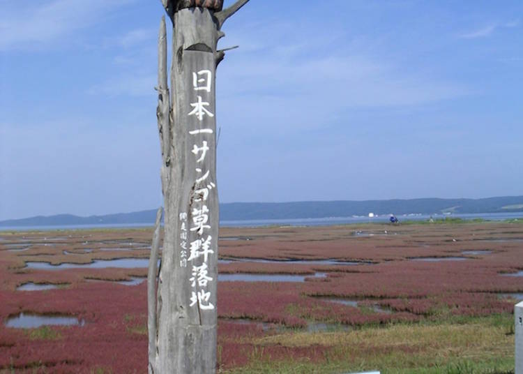 日本一のサンゴ草の名所「能取湖」