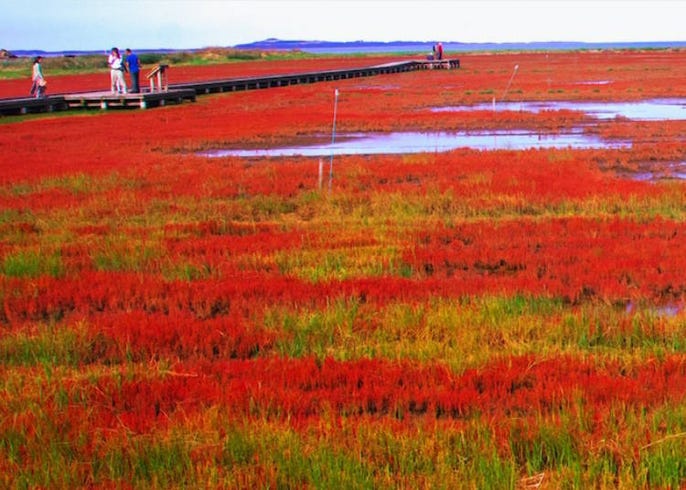 不只有楓葉 北海道秋天 珊瑚草 紅毯美景4選 Live Japan 日本旅遊 文化體驗導覽