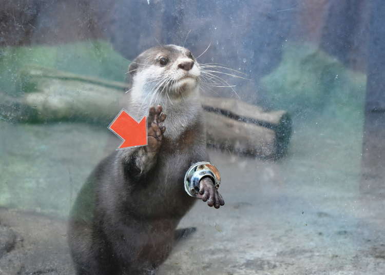 超体験型動物園 ノースサファリサッポロ が日本一危険と話題 札幌 Live Japan 日本の旅行 観光 体験ガイド