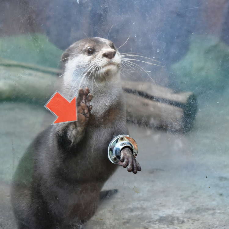 超体験型動物園「ノースサファリサッポロ」が日本一危険と話題!?【札幌