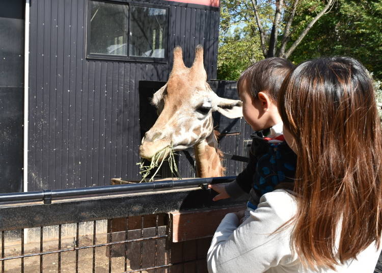 Eye to Eye with Giraffes! Strolling through the North Safari