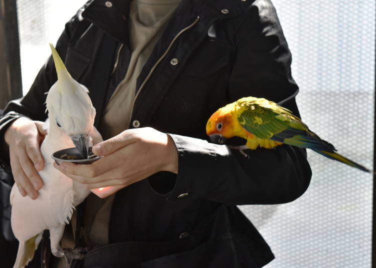 In the Parrot Area, you can surround yourself with all kinds of birds. But be careful, as some of them are quite powerful, and may try to take your stuff..!