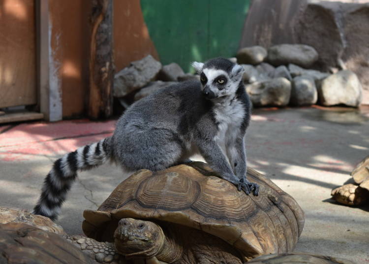 A ring-tailed lemur takes a ride on the back of an African spurred tortoise.