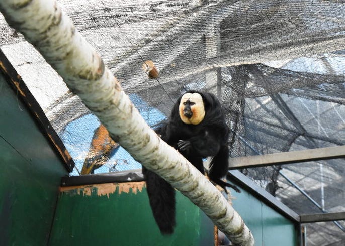 超体験型動物園 ノースサファリサッポロ が日本一危険と話題 札幌 Live Japan 日本の旅行 観光 体験ガイド