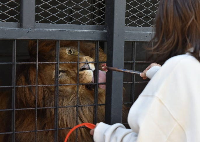 超体験型動物園 ノースサファリサッポロ が日本一危険と話題 札幌 Live Japan 日本の旅行 観光 体験ガイド