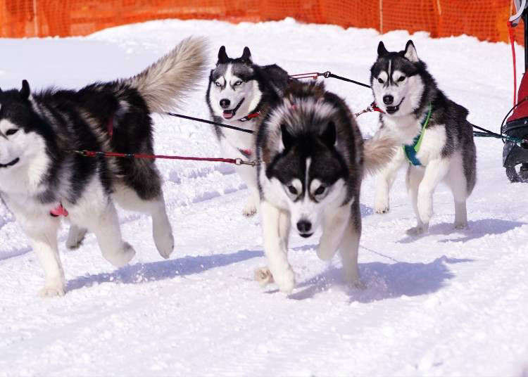 Dog Sledding, Snowmobiling & More! 6 Fun Hokkaido Winter Activities You Can Enjoy