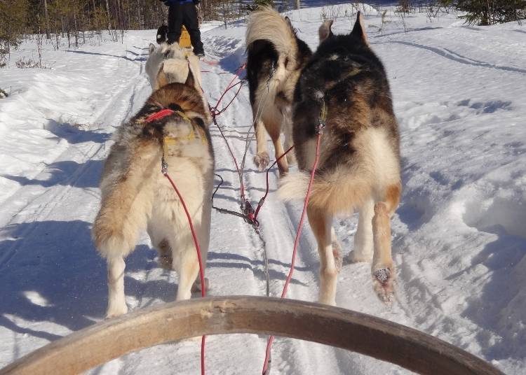 3. Dog Sledding: Dash through the snow on a four-dog open sled!