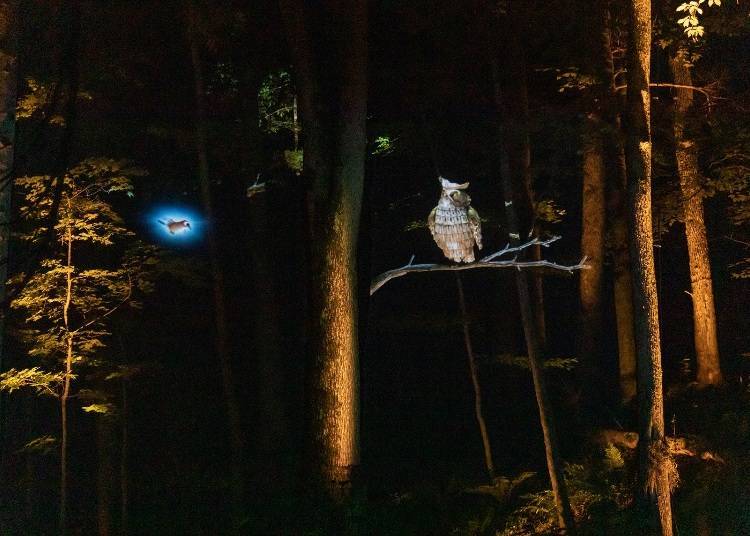 Video is projected onto mesh screens which makes The Owl and The Jay Bird appear as if they exist.