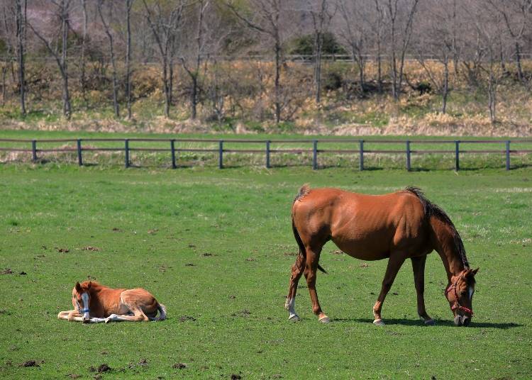 There are lots to discover in Hokkaido in spring!