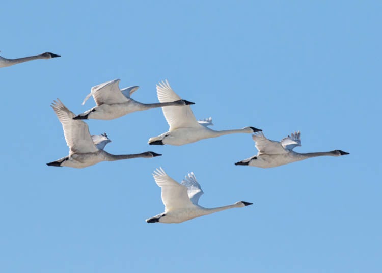 3. Lake Akan - where you can enjoy a nice relaxing open-air hot spring as you gaze at the swans!