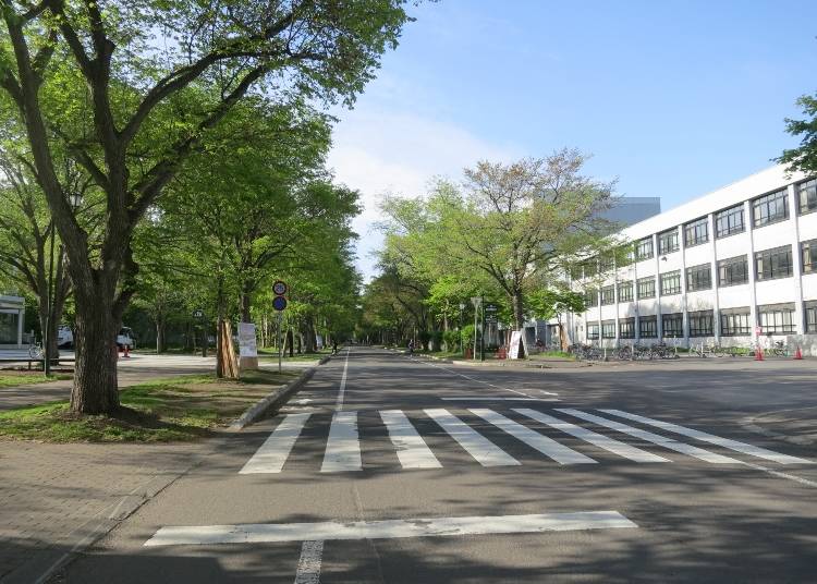 ■コース北側：キャンパスは名所の宝庫「北海道大学」
