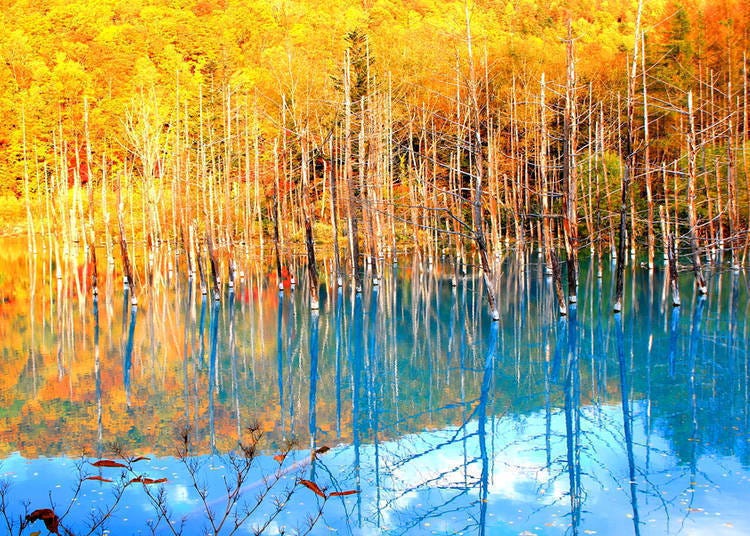 Fall landscape in Hokkaido