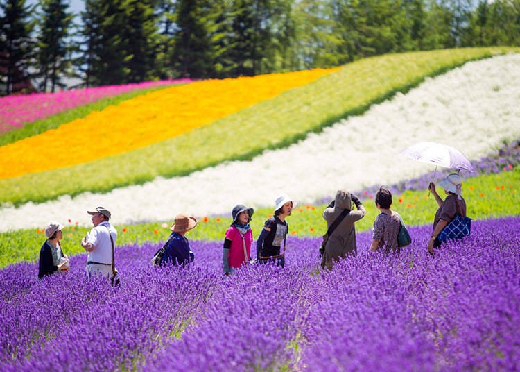 Top 3 Reasons to Visit Hokkaido in Summer