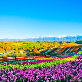 Hokkaido Biei Blue Pond Furano Flower Day Tour