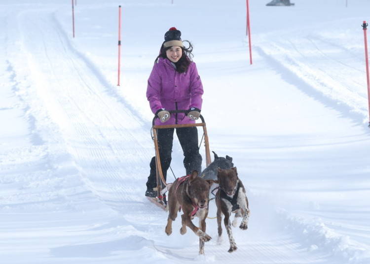 3. 人類和狗狗合為一體在滑道上奔馳「狗拉雪橇」