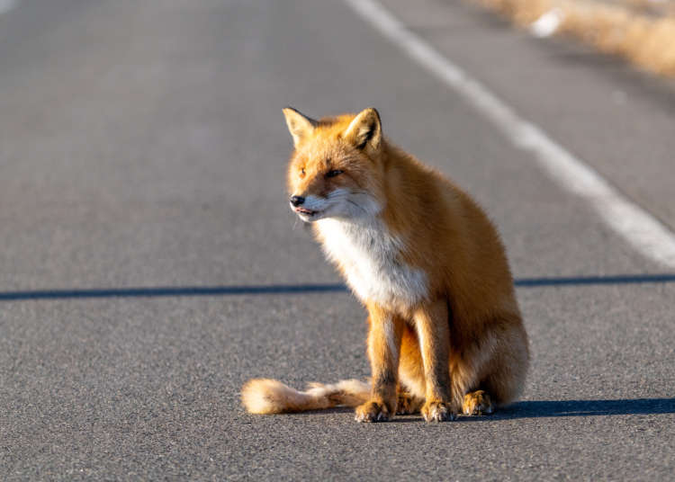 'I Can't Feed Them?!' 7 Hokkaido Travel Manners Tourists Always Forget in Japan's North