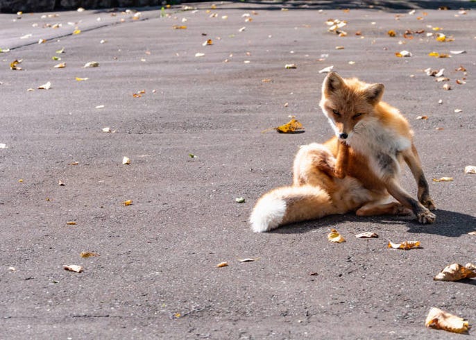 北海道旅行必知的6大基本注意事項 觀光禮儀 Live Japan 日本旅遊 文化體驗導覽